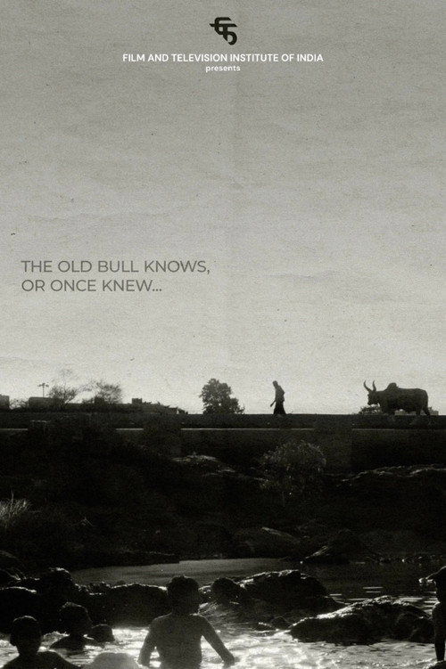 The Old Bull knows, or Once Knew
